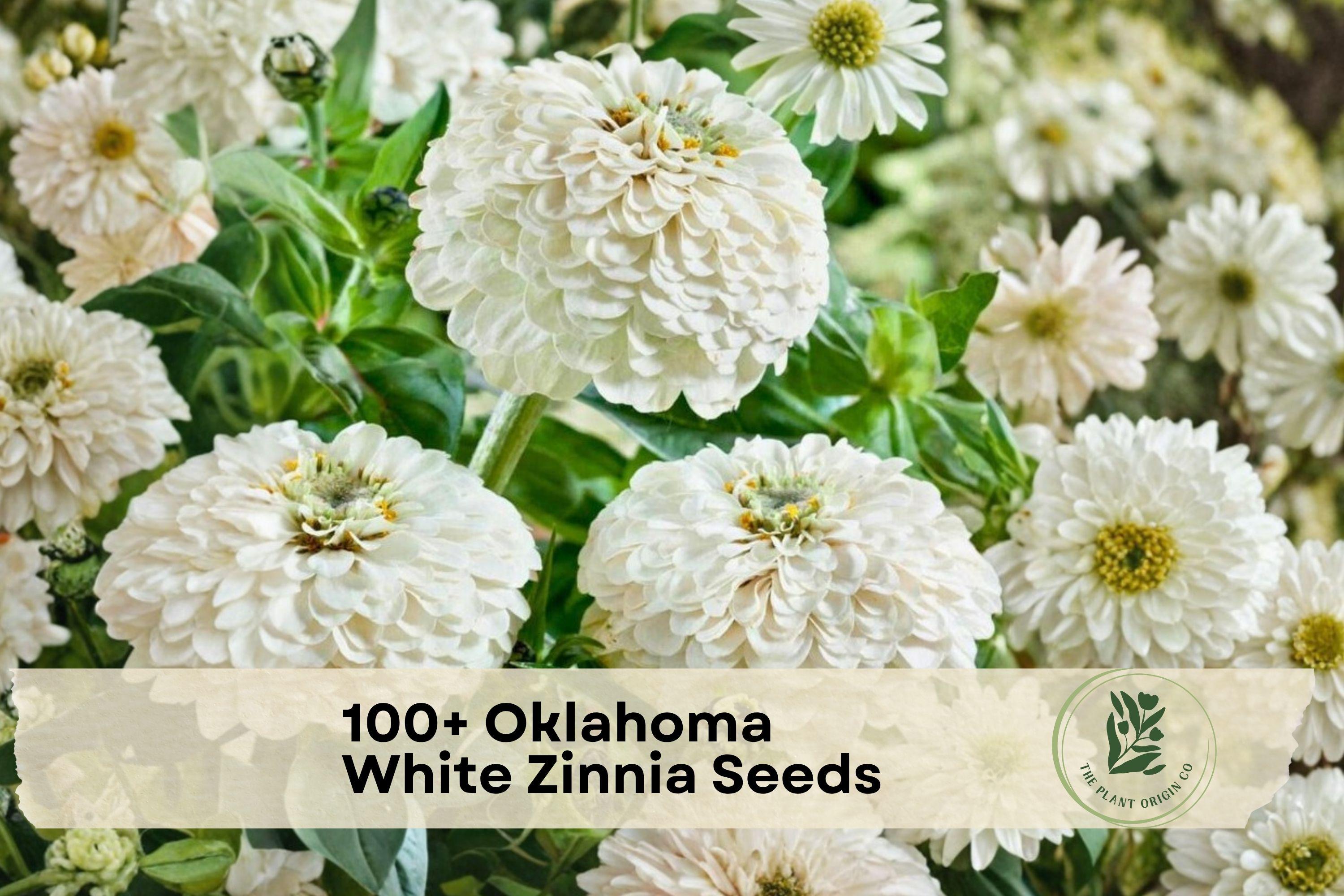 100+ Oklahoma White Zinnia Seeds – Zinnia elegans, White Flowers, Annual, Sunny Garden, Borders & Containers