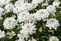 Snowsation Candytuft Bare Root Plant – Iberis sempervirens White Flower Perennial Groundcover for Borders & Rock Gardens