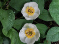Japanese Woodland Peony Seeds | Paeonia Japonica Perennial Flowering Plant | White Blooms for Shade Gardens