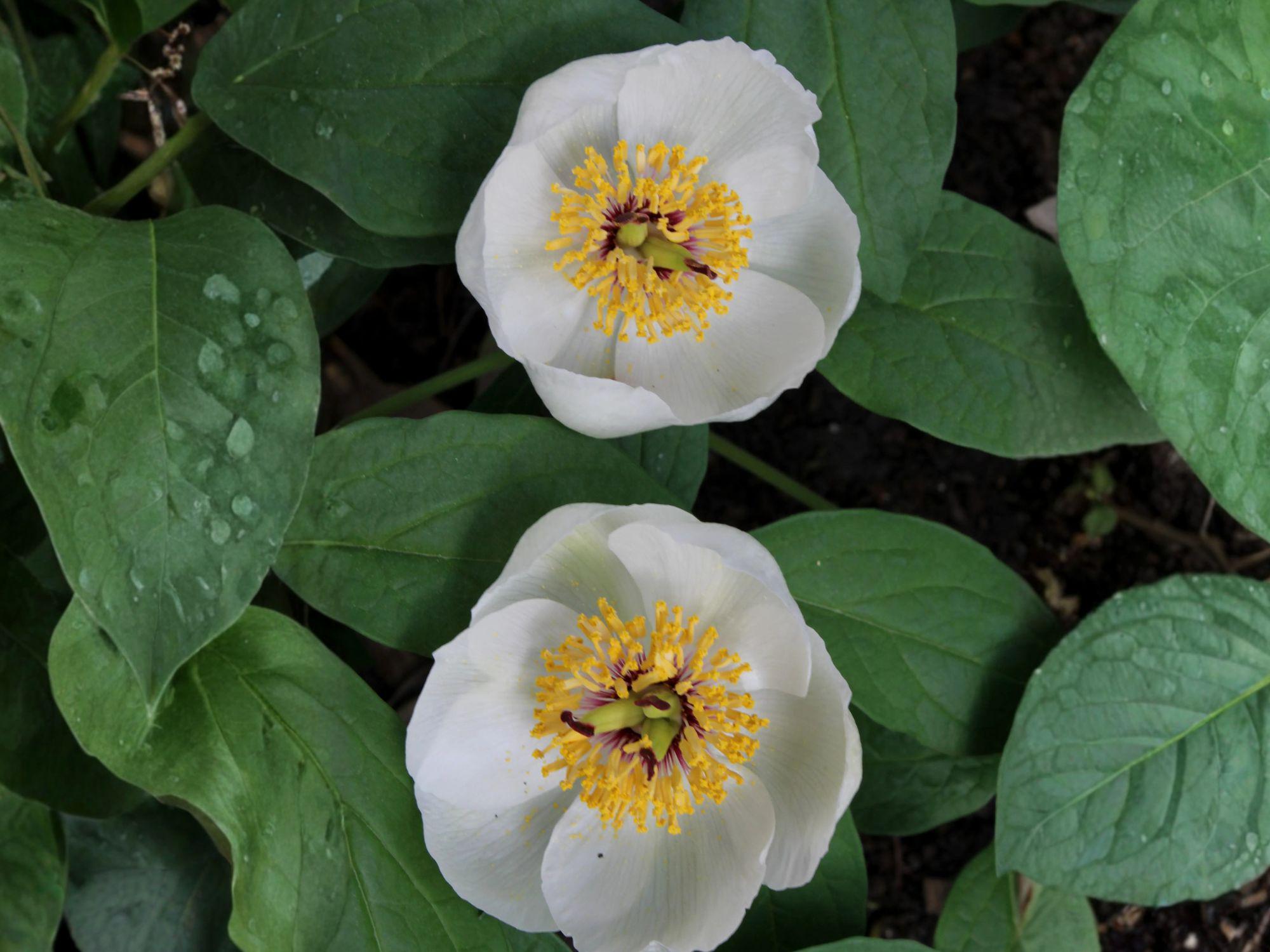 Japanese Woodland Peony Seeds | Paeonia Japonica Perennial Flowering Plant | White Blooms for Shade Gardens