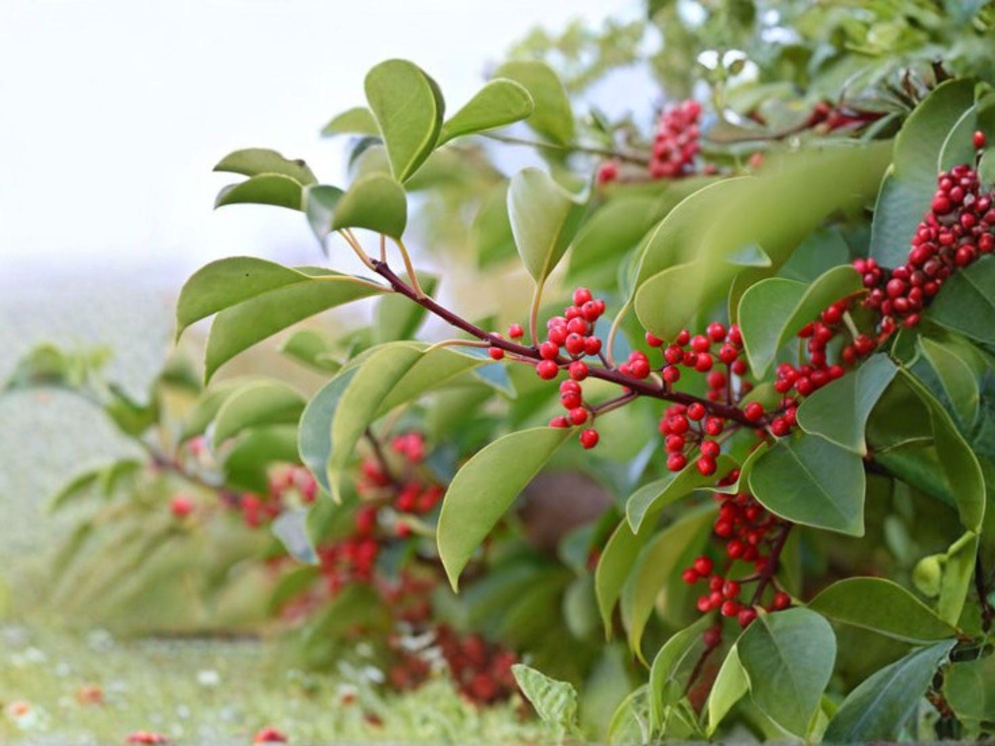 Kurogane Holly Seeds | Ilex rotunda Evergreen Tree | Ornamental Landscape Plant | Dense Foliage & Red Berries