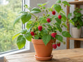 Prelude Red Raspberry Live Rooted Starter Plant – Rubus idaeus Everbearing Berry for Edible Gardens