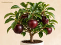 Arkansas Black Apple Tree Bare Root – Grafted Malus domestica, 12–18 Inches, Dark Red Apples, Heirloom Fruit Tree