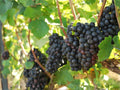 Native Muscadine Grape Vine 4-Inch Pot | Vitis rotundifolia Climbing Fruit Plant for Edible Gardens