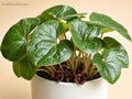 Wild Ginger Bare Root Perennial Ground Cover - Asarum canadense, Native Shade Plant, Woodland Garden, Heart-Shaped Foliage, Spring Flowers