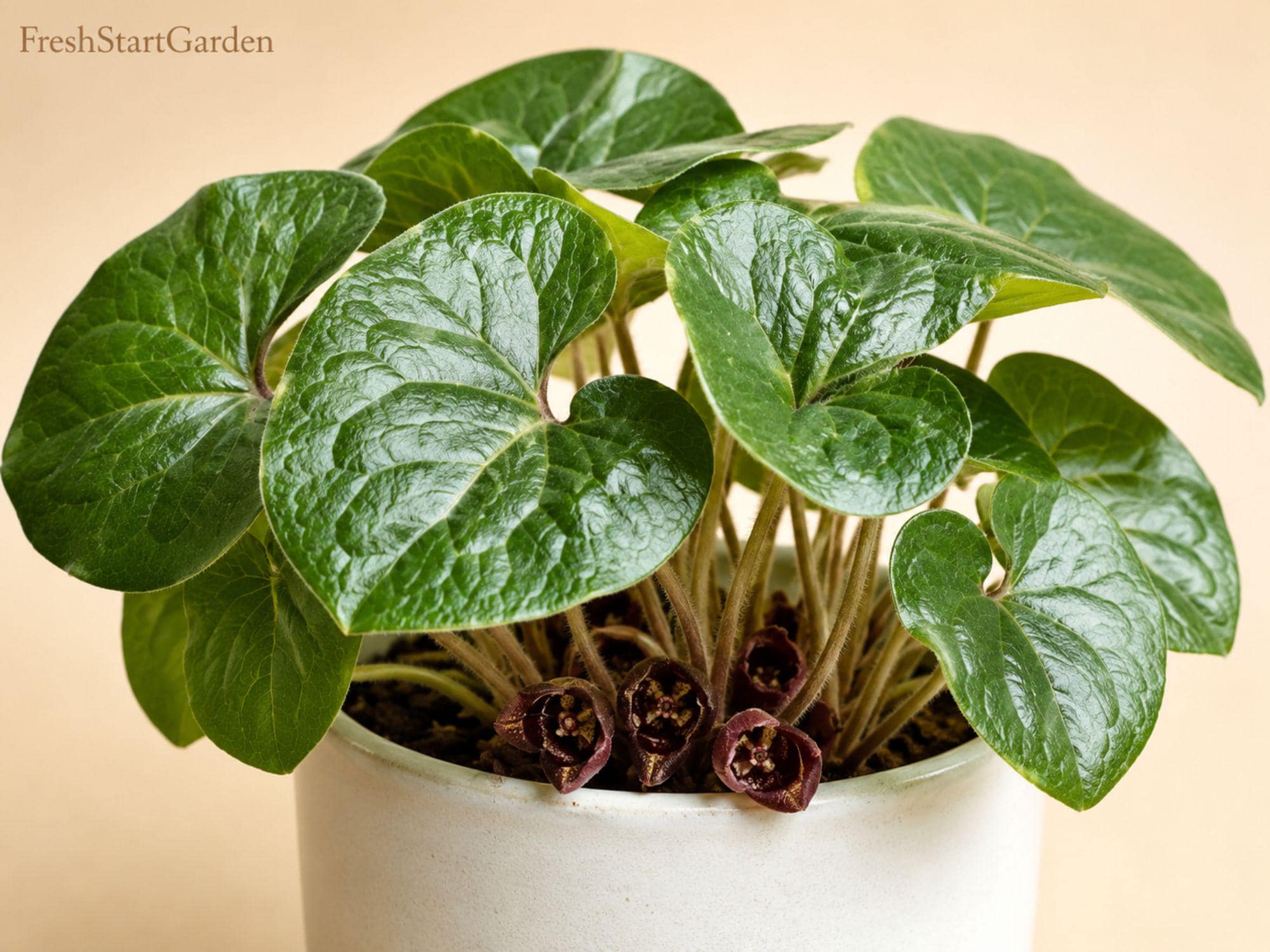 Wild Ginger Bare Root Perennial Ground Cover - Asarum canadense, Native Shade Plant, Woodland Garden, Heart-Shaped Foliage, Spring Flowers