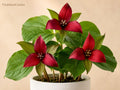 Red Trillium Bare Root Plant – Native Woodland Wildflower, Trillium erectum, Spring Blooms, Shade Perennial, Native Garden Plant