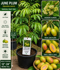 June Plum Live Fruit Tree – Spondias dulcis – Tropical Edible Tree, 12-24 Inches Tall
