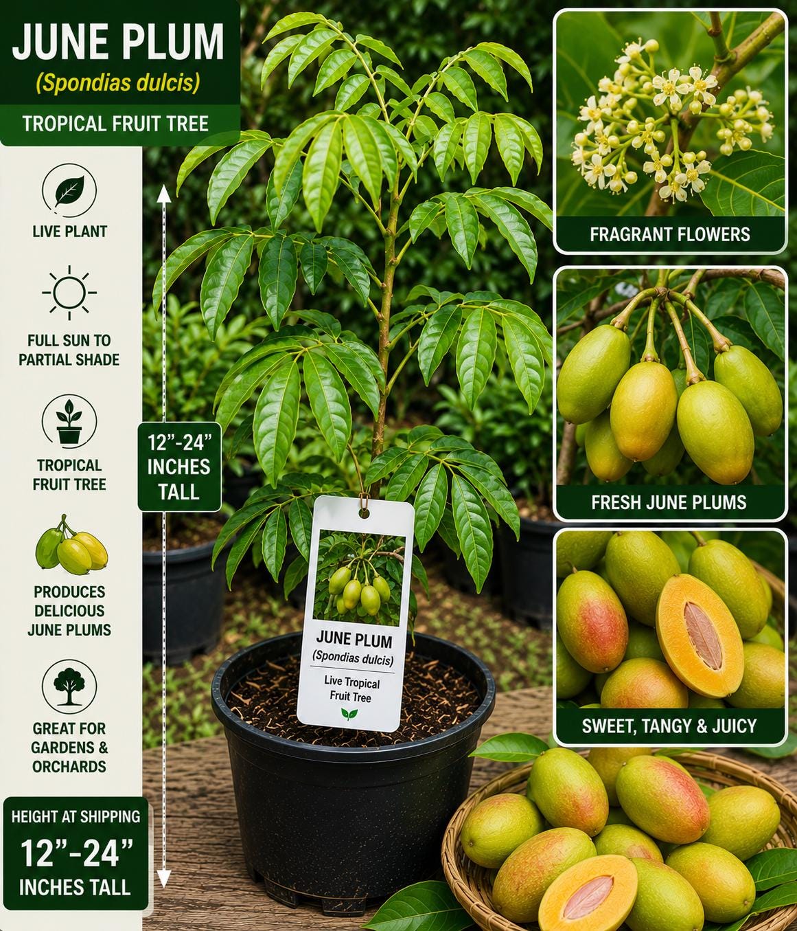 June Plum Live Fruit Tree – Spondias dulcis – Tropical Edible Tree, 12-24 Inches Tall