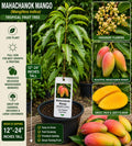 Mahachanok Mango Live Fruit Tree – 12–24 Inches Tall – Mangifera indica – Tropical Edible Landscape Plant