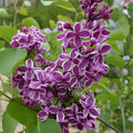 Sensation Lilac Live Plant – Syringa vulgaris 'Sensation' Purple & White Blooms, 8-12" Tall Shrub for Hedges, Borders & Pollinator Gardens