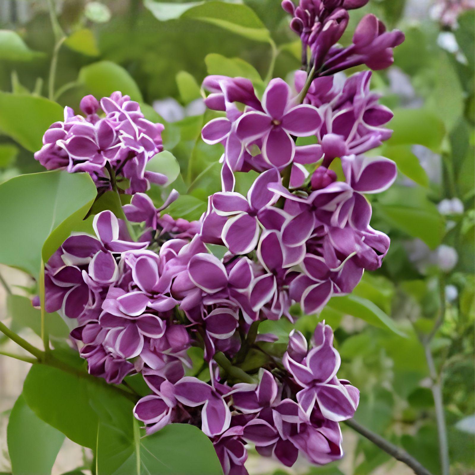 Sensation Lilac Live Plant – Syringa vulgaris 'Sensation' Purple & White Blooms, 8-12" Tall Shrub for Hedges, Borders & Pollinator Gardens
