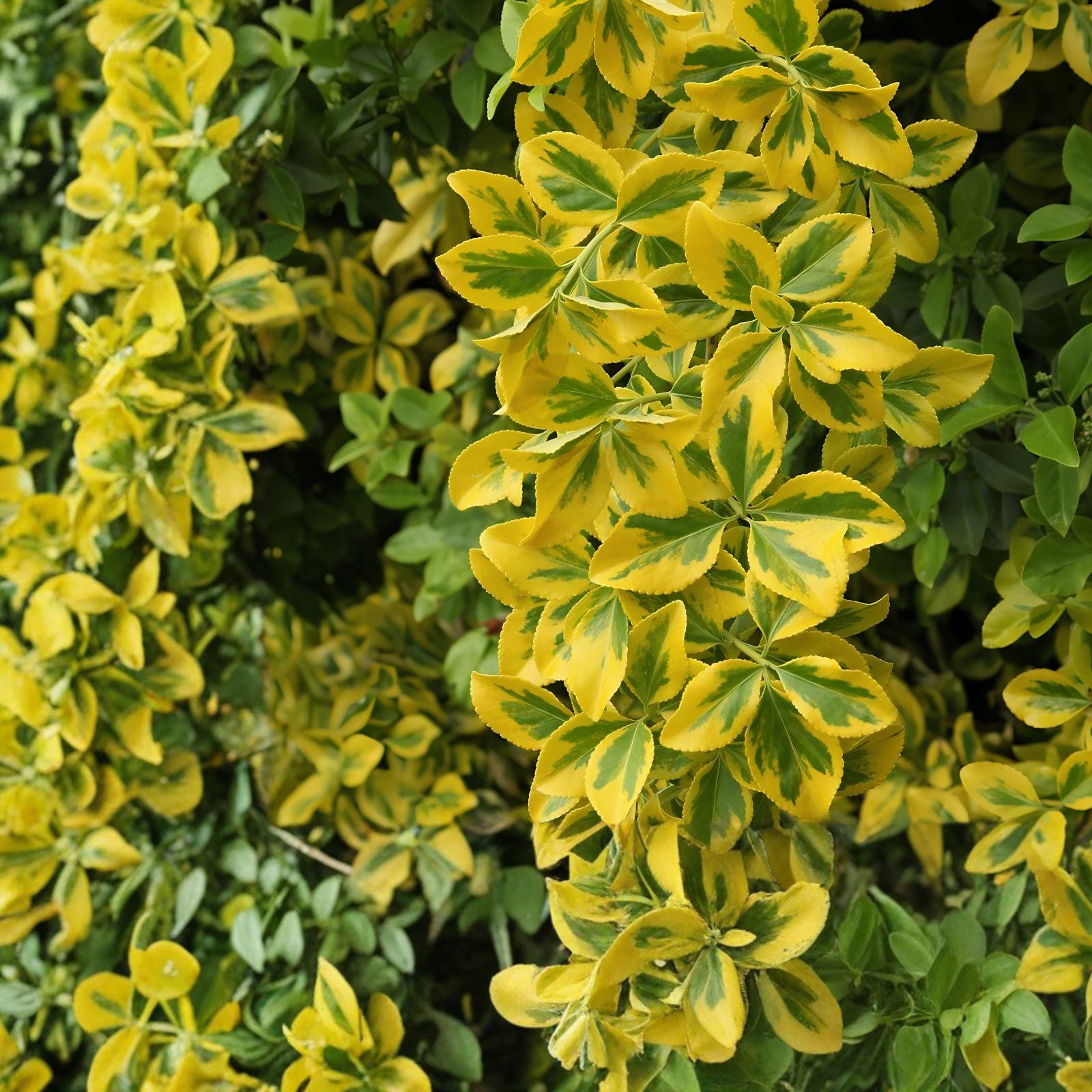 Golden Euonymus Shrub - Variegated Evergreen Plant for Hedges, Borders & Landscape - Euonymus japonicus 'Aureo-marginatus'