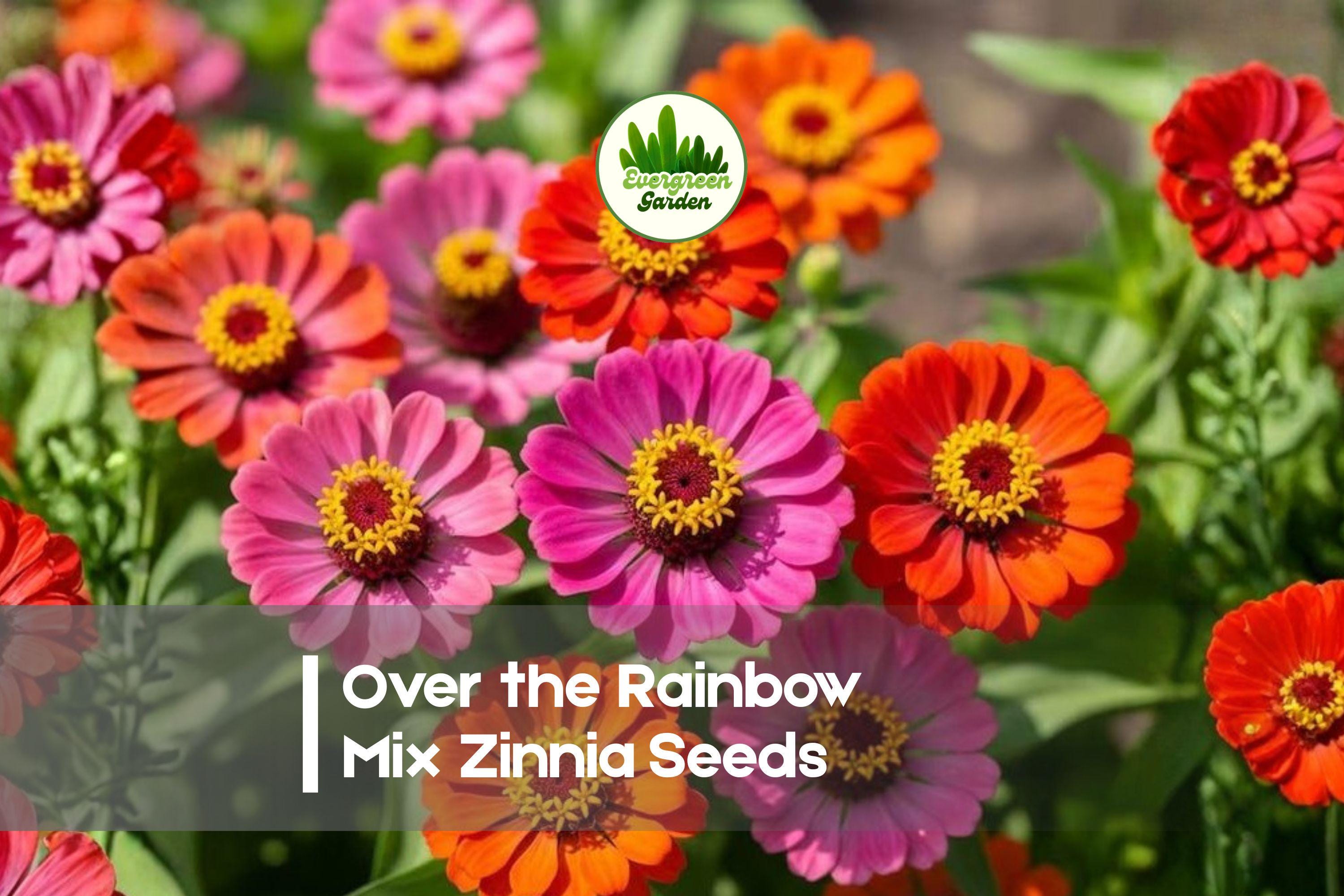 Over the Rainbow Mix Zinnia Seeds – Colorful Flower Mix for Borders, Cut Flowers, Pollinator Gardens, Zinnia elegans