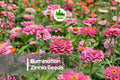 Illumination Zinnia Seeds – Bright Orange Double Blooms for Garden Beds, Borders & Cut Flowers – Zinnia elegans