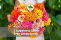 Burpeeana Giants Mix Zinnia Seeds – Large Double Blooms, Vibrant Colors, Annual, Zinnia elegans, Full Sun, Flower Bed & Cut Flower