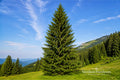 Norway Spruce Bare Root Trees – Picea abies – Evergreen Conifer for Privacy, Windbreak, Landscaping (2 Pack)