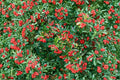 Scarlet Firethorn Cuttings – Pyracantha coccinea – Evergreen Shrub with White Flowers & Red Berries – Propagation Grafting Material