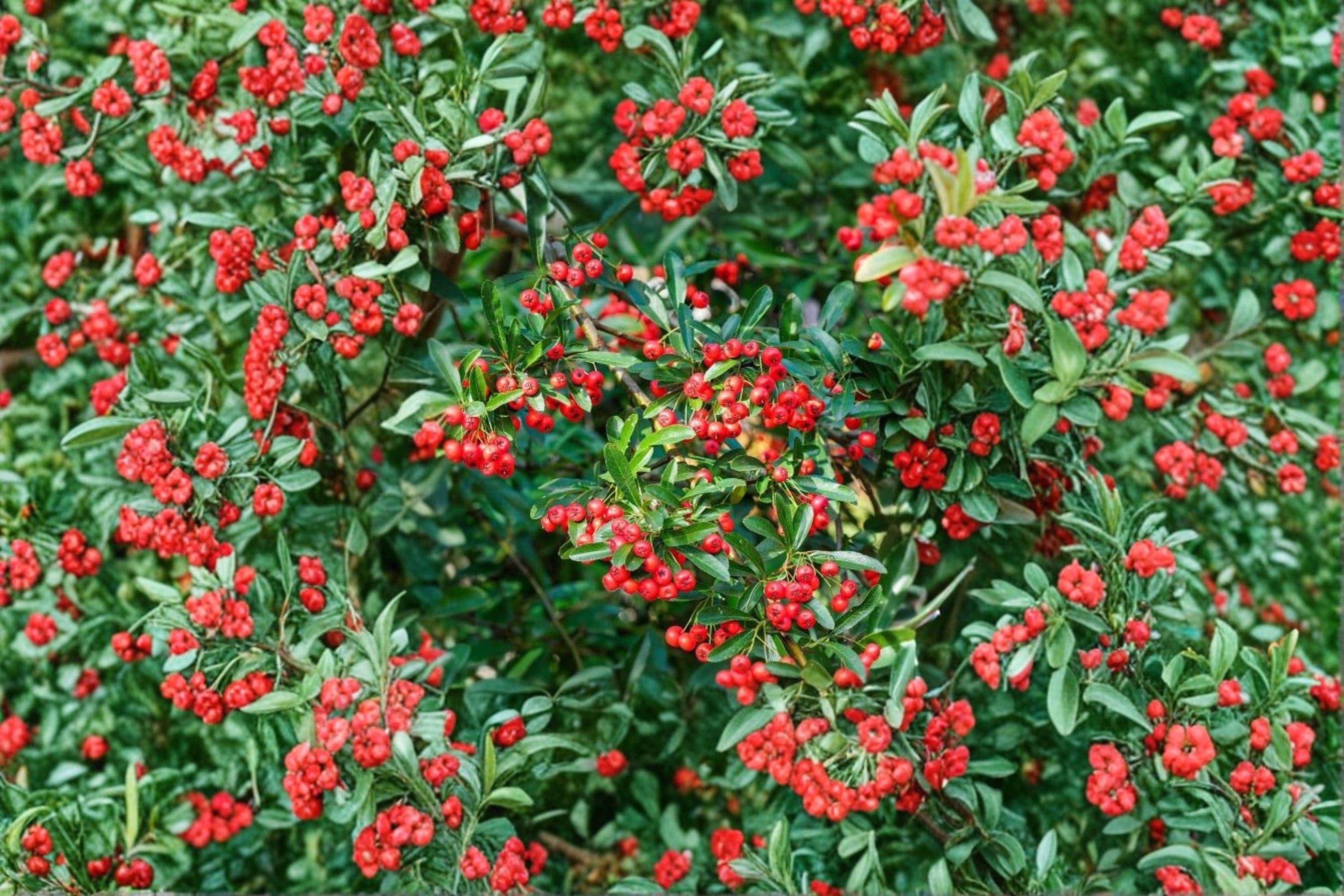 Scarlet Firethorn Cuttings – Pyracantha coccinea – Evergreen Shrub with White Flowers & Red Berries – Propagation Grafting Material