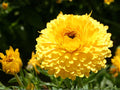 Calendula Seeds | Pacific Beauty Dark Yellow | Cottage Garden, Pollinator-Friendly, Annual Flower, Calendula officinalis
