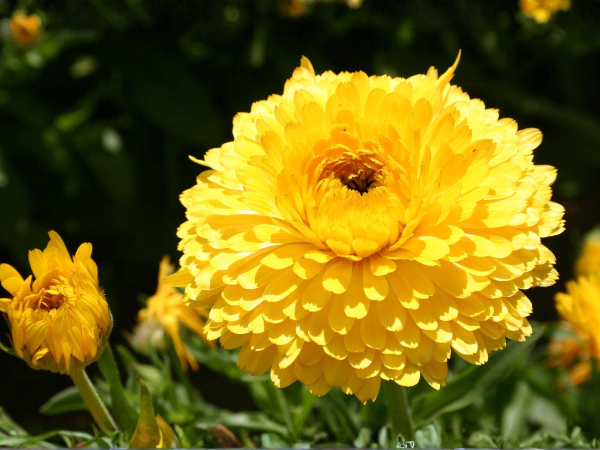 Calendula Seeds | Pacific Beauty Dark Yellow | Cottage Garden, Pollinator-Friendly, Annual Flower, Calendula officinalis