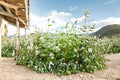 Buckwheat Seeds – Fagopyrum esculentum Cover Crop Grain Plant for Garden and Field Planting