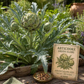 Green Globe Artichoke Seeds | Heirloom Vegetable Garden Plant | Perennial Edible Landscaping | Cynara cardunculus