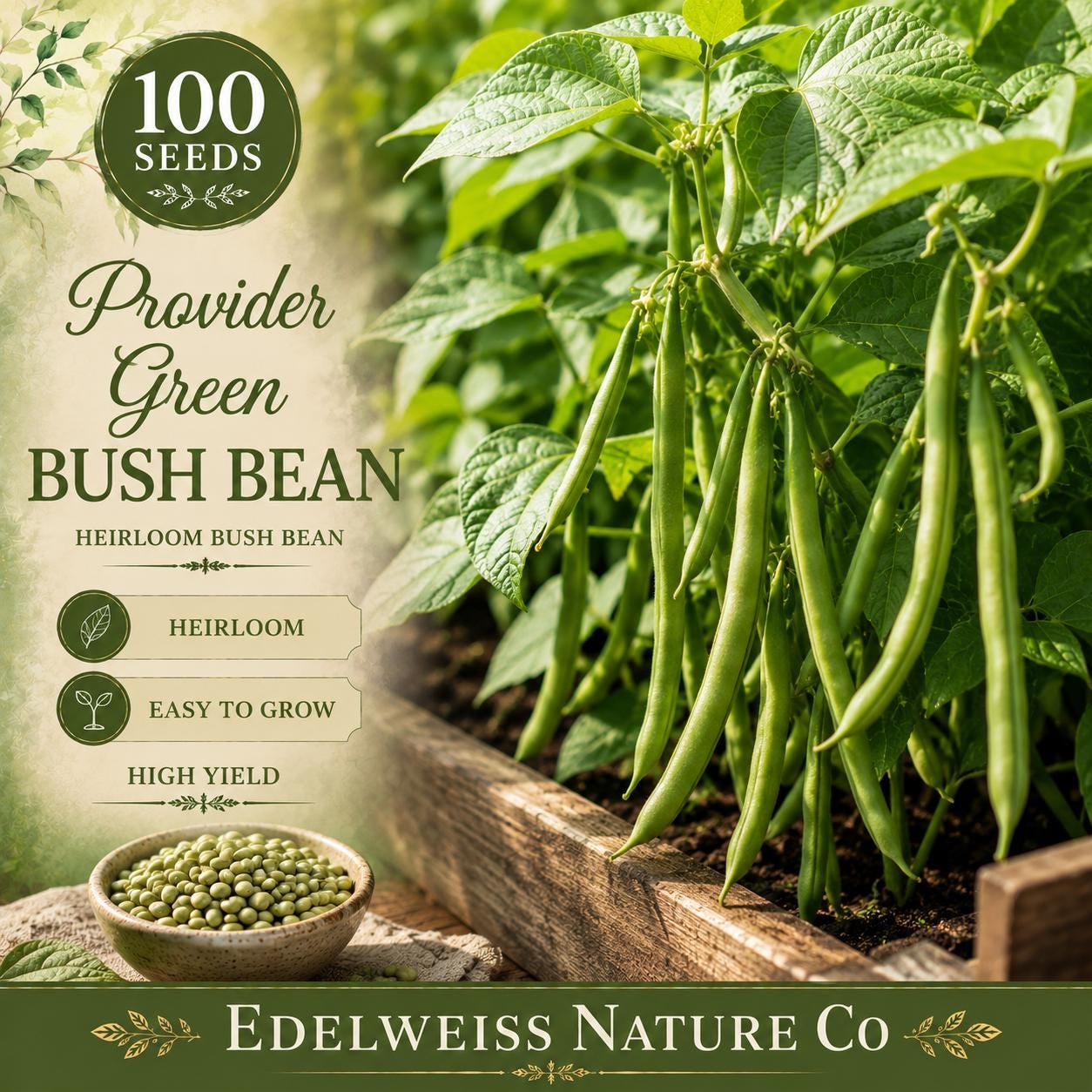 Provider Green Bush Bean Seeds – Heirloom Non-GMO Vegetable Seeds for Edible Gardens, Compact Bush Plant, Phaseolus vulgaris, 25 Seeds
