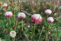 Alsike Clover Seeds 100 Pack | Trifolium hybridum Pink Flowering Pollinator Cover Crop