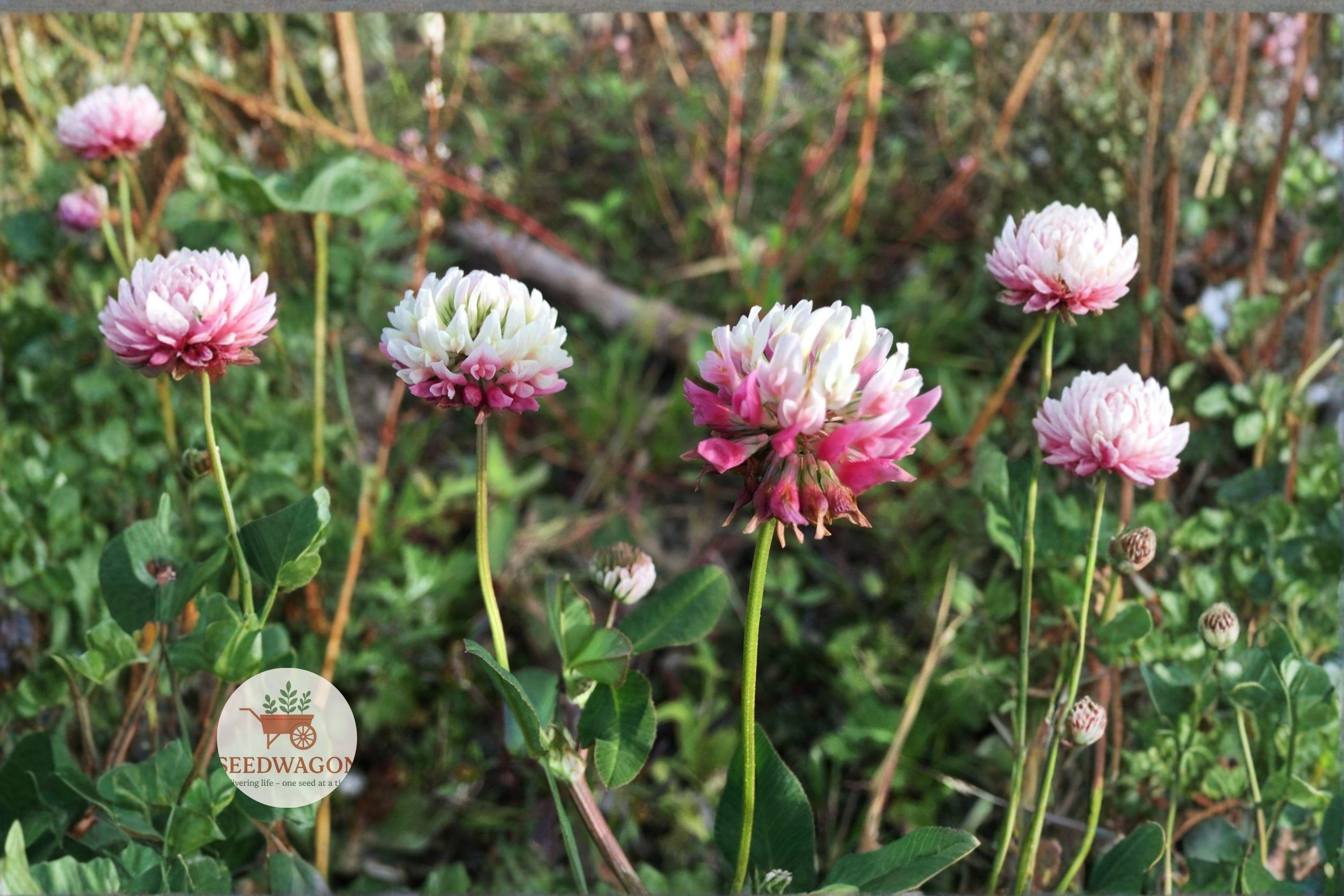 Alsike Clover Seeds 100 Pack | Trifolium hybridum Pink Flowering Pollinator Cover Crop