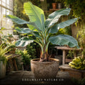 Ice Cream Blue Java Banana Plant – Musa Starter, Tropical Fruit, Rooted Live Plant, Non-GMO, Ornamental & Edible, Suitable for Containers