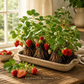 20 Seascape Everbearing Strawberry Bare Roots | Fragaria x ananassa Live Edible Fruit Plants for Garden, Container, and Hanging Baskets