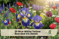 Bearded Iris Seeds – 35 Blue White Yellow Patterned Blooms – Iris germanica Perennial Flower for Borders & Gardens