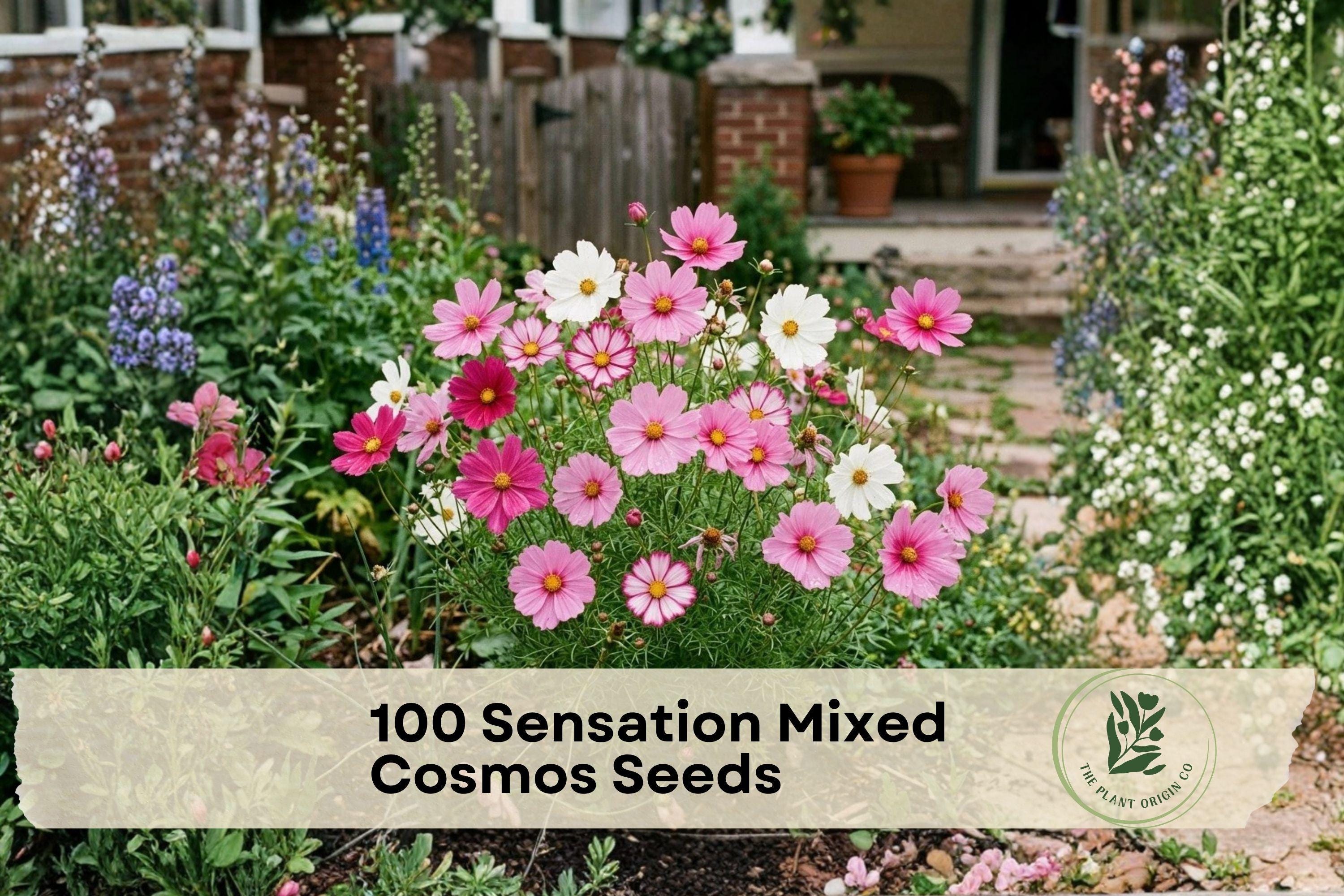 100 Sensation Mixed Cosmos Seeds - Heirloom Annual Flower Seeds in Pink, White, Magenta for Borders, Cottage Gardens, Cut Flowers