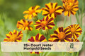 25+ Court Jester Marigold Seeds, French Annual Flower, Bright Yellow, Gold, Red Blooms, Tagetes patula, Garden, Border, Container