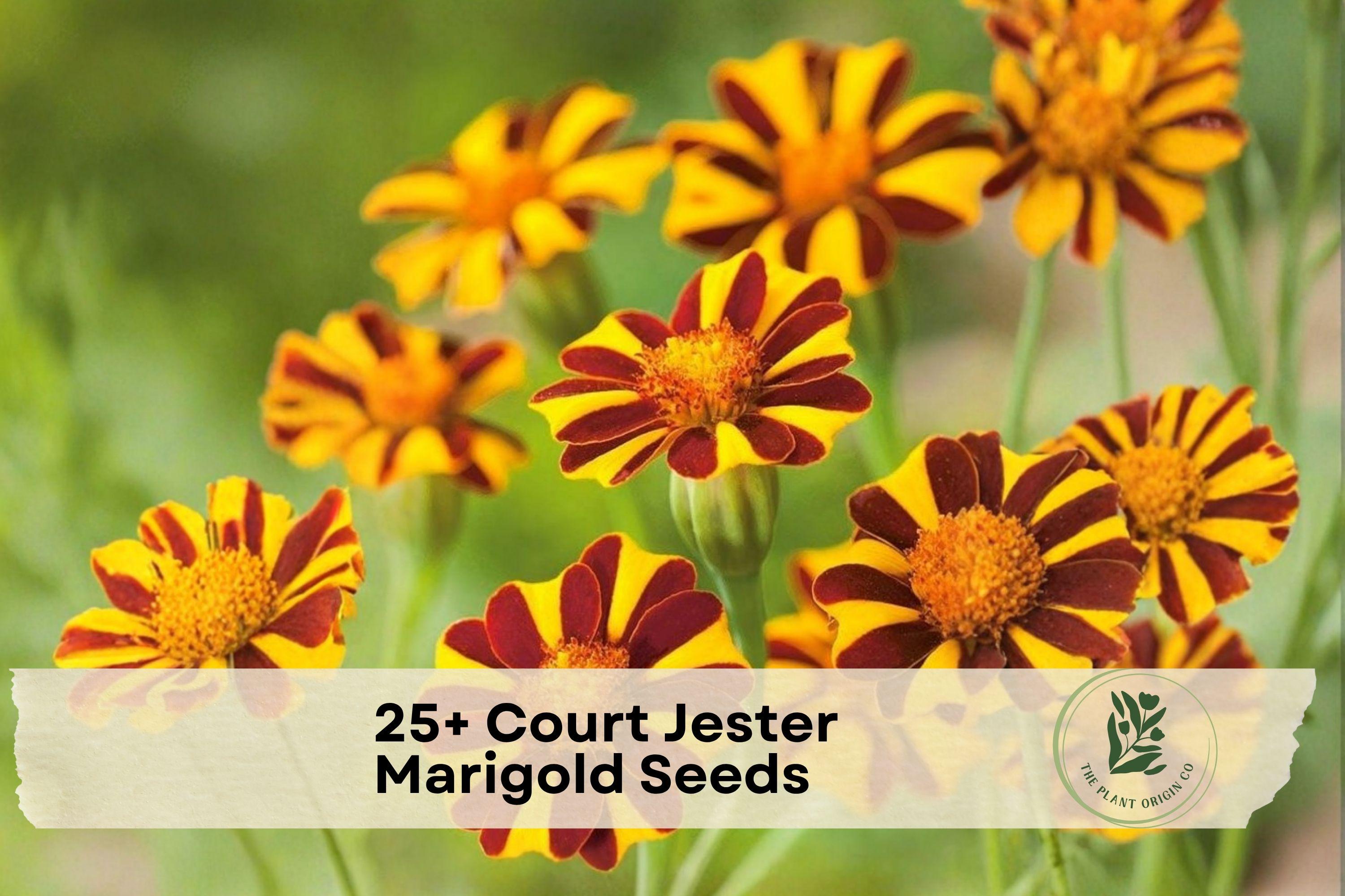 25+ Court Jester Marigold Seeds, French Annual Flower, Bright Yellow, Gold, Red Blooms, Tagetes patula, Garden, Border, Container