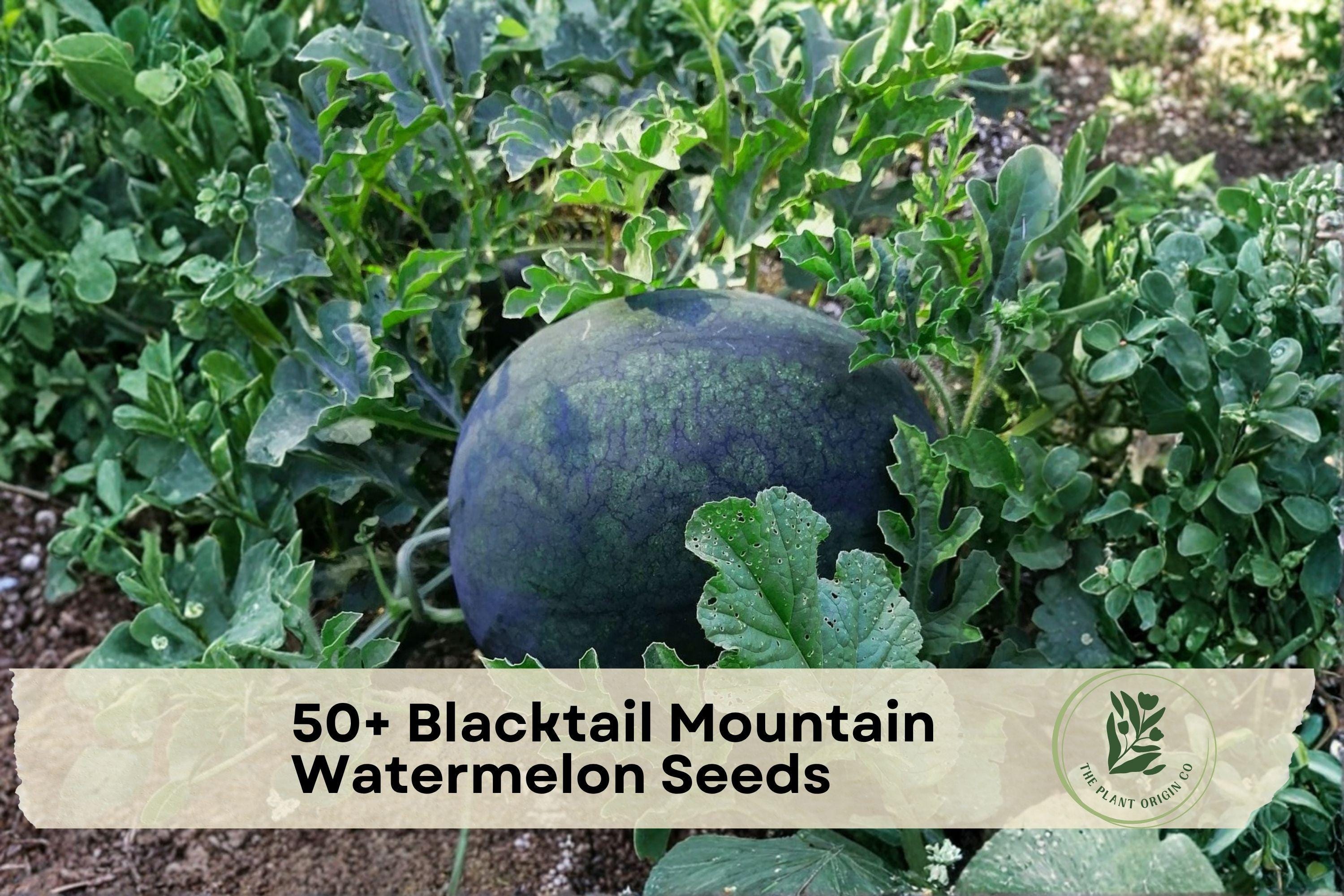 Blacktail Mountain Watermelon Seeds | Heirloom Citrullus lanatus | Sweet Red Flesh, Fruit Vine, 50+ Seeds