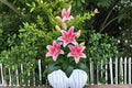 Sorbonne Oriental Lily Bulbs – Pink & White Fragrant Flowers – Lilium orientalis – Garden Border & Flower Bed Plant