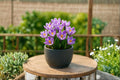 Pickwick Crocus Bulb – Crocus vernus, Spring Flowering, Striped Purple & White Blooms, Garden Bed & Border Plant