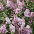 James Macfarlane Pink Lilac Live Plant | Fragrant Pink Blooms | Syringa josiflexa | Late Blooming Shrub for Garden