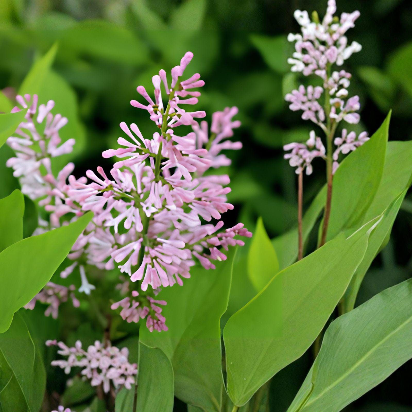 Miss Kim Korean Lilac Plant | Fragrant Lavender Blooms | Syringa pubescens subsp. patula | Live Starter Shrub