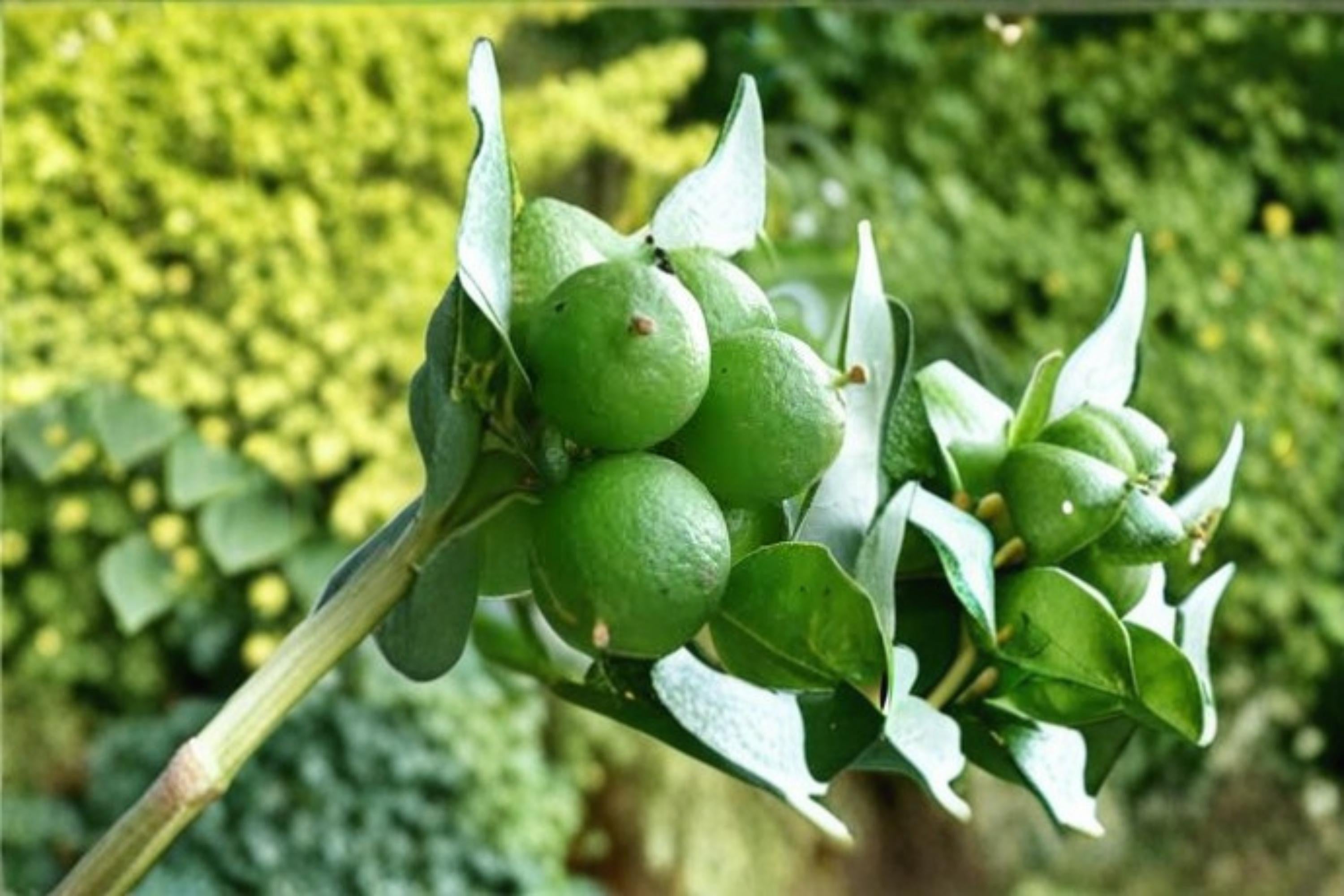 Key Lime Tree Seeds, Citrus aurantiifolia, Tropical Fruit-Bearing Plant, Indoor & Outdoor Growing