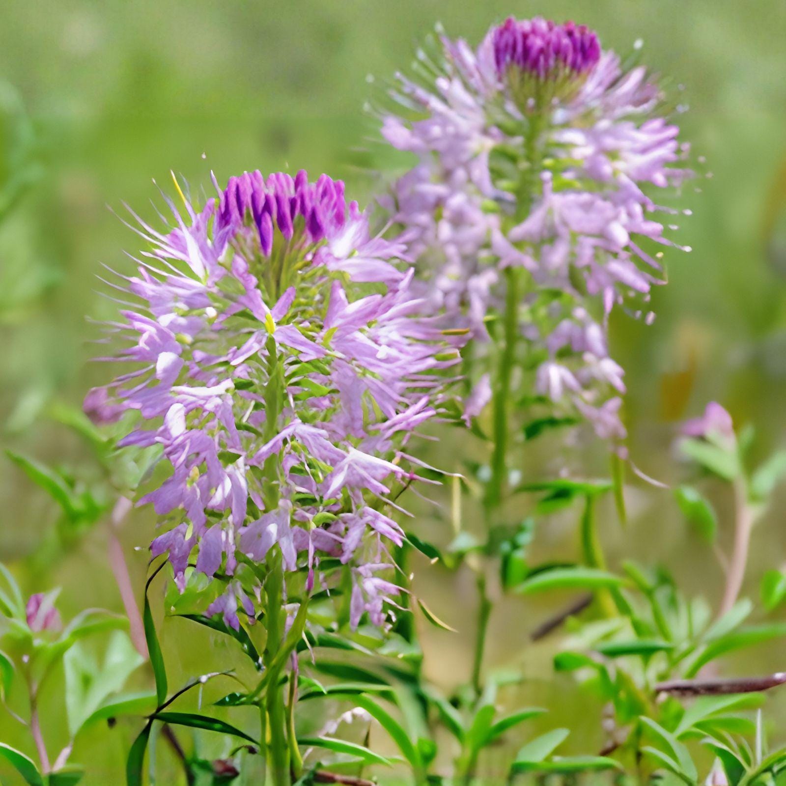 Rocky Mountain Bee Plant Seeds | Native Wildflower | Cleome serrulata | Pink to Lavender Blooms | Attracts Pollinators | Drought-Tolerant Annual