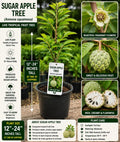 Sugar Apple Live Fruit Tree – Annona squamosa – Tropical Edible Tree – 12-24 Inches Tall – Evergreen Fruit Tree for Backyard Gardens