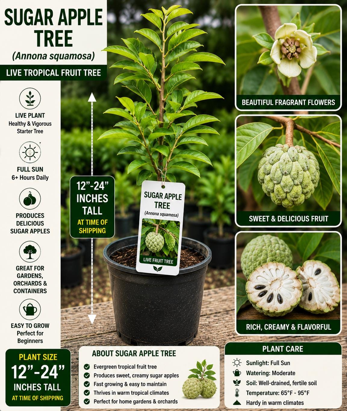 Sugar Apple Live Fruit Tree – Annona squamosa – Tropical Edible Tree – 12-24 Inches Tall – Evergreen Fruit Tree for Backyard Gardens