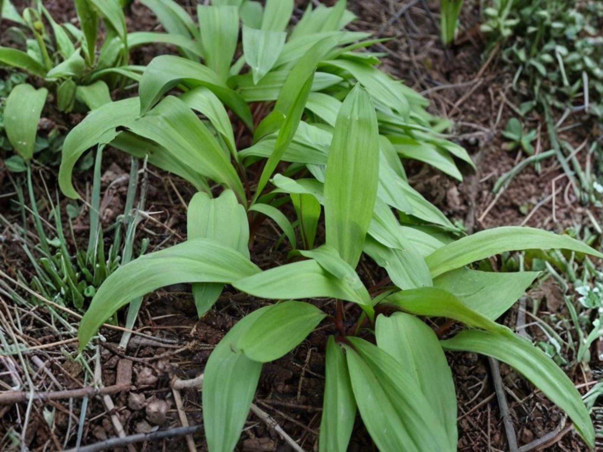 Wild Leek Seeds – Allium tricoccum Vegetable Seeds for Home Garden, Kitchen Garden, Raised Beds, Edible Garden