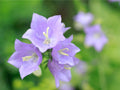 Tussock Bellflower Seeds – Campanula carpatica Wildflower Seeds for Pollinator Gardens, Borders & Meadow Plantings