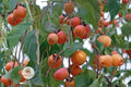American Persimmon Seeds – Edible Fruit Tree, Diospyros virginiana, Native, Drought Tolerant, Wildlife Friendly, Fall Foliage