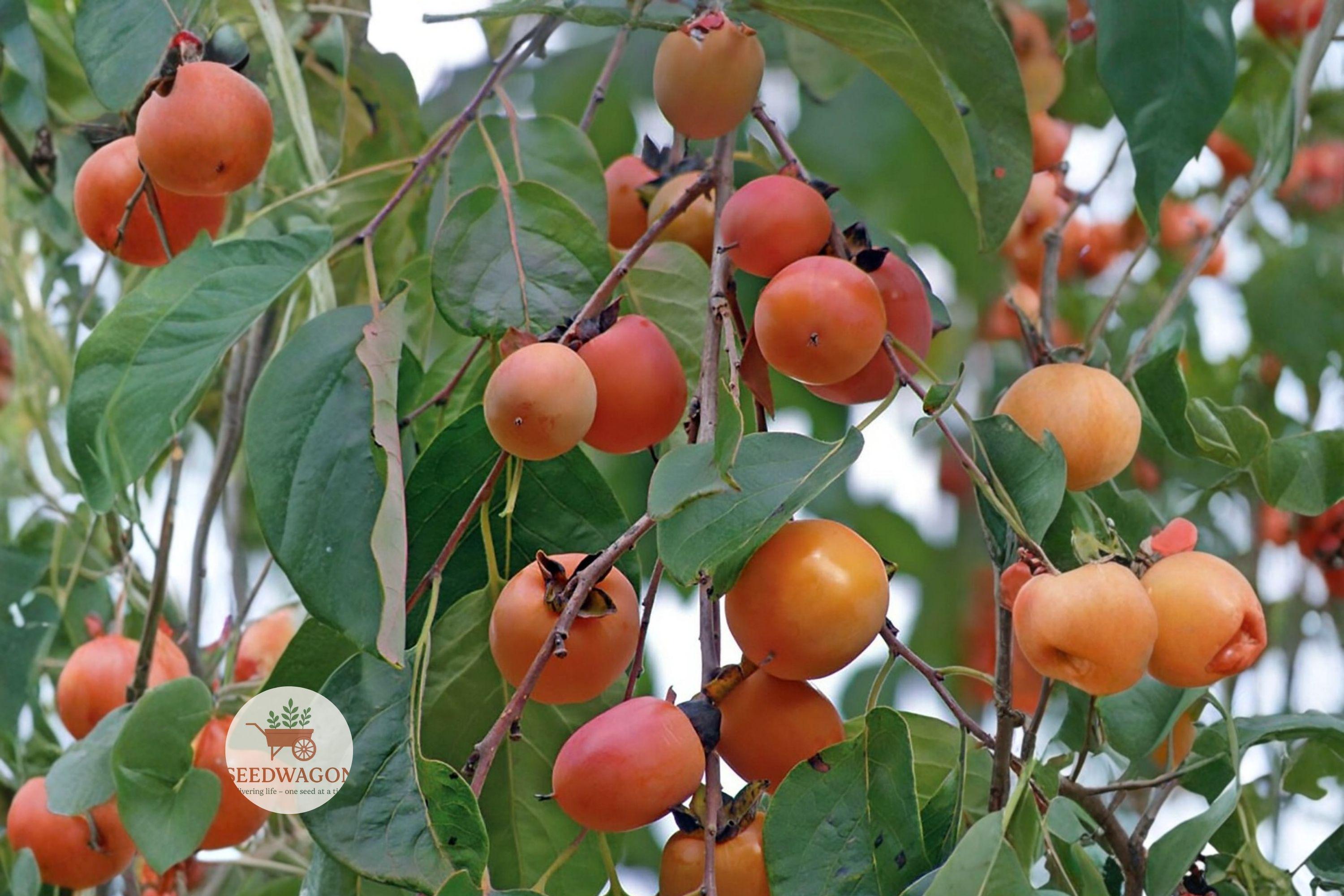 American Persimmon Seeds – Edible Fruit Tree, Diospyros virginiana, Native, Drought Tolerant, Wildlife Friendly, Fall Foliage