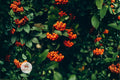 Scarlet Firethorn Seeds - Pyracantha coccinea Edible Shrub, Wildlife-Friendly, Drought Tolerant, Ornamental Hedge Seeds
